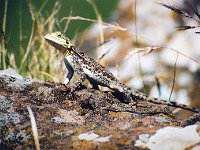 Agama Lizard