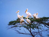 Greate White Pelicans