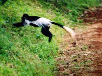 Black and White Colobus