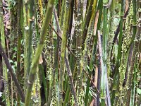 Dobang - Italian Base Camp