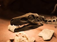 Paleontology Museum Egidio Feruglio in Trelew