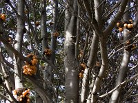 Orange Tree Fungus